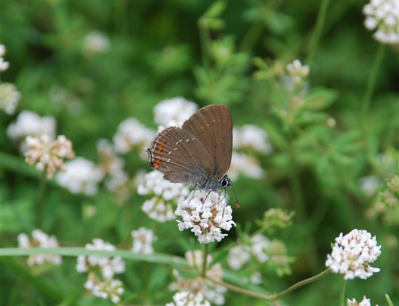 Satyrium acaciae? No Satyrium ilicis